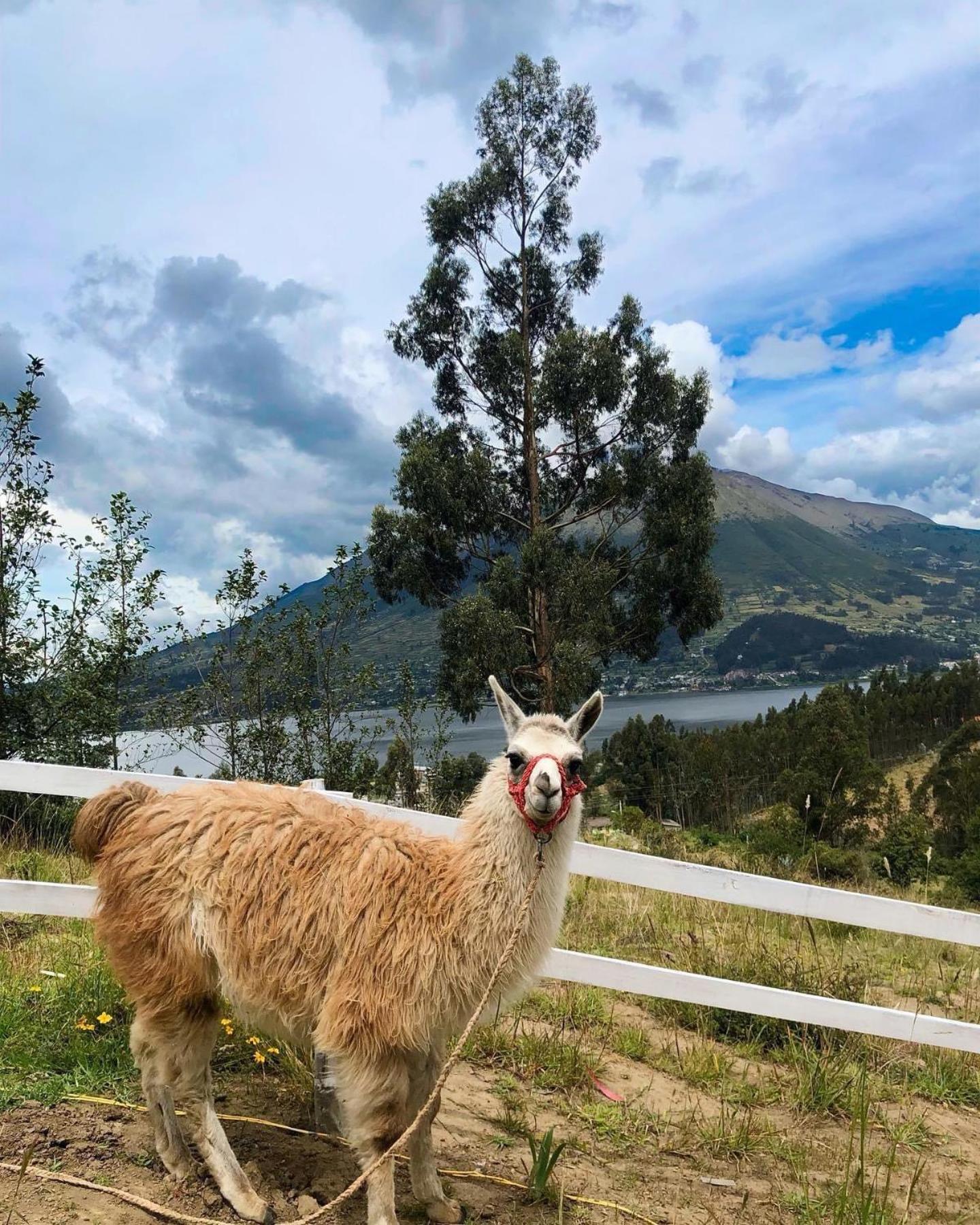Cabanas Y Glampings Balcon Del Lago Otavalo Kültér fotó